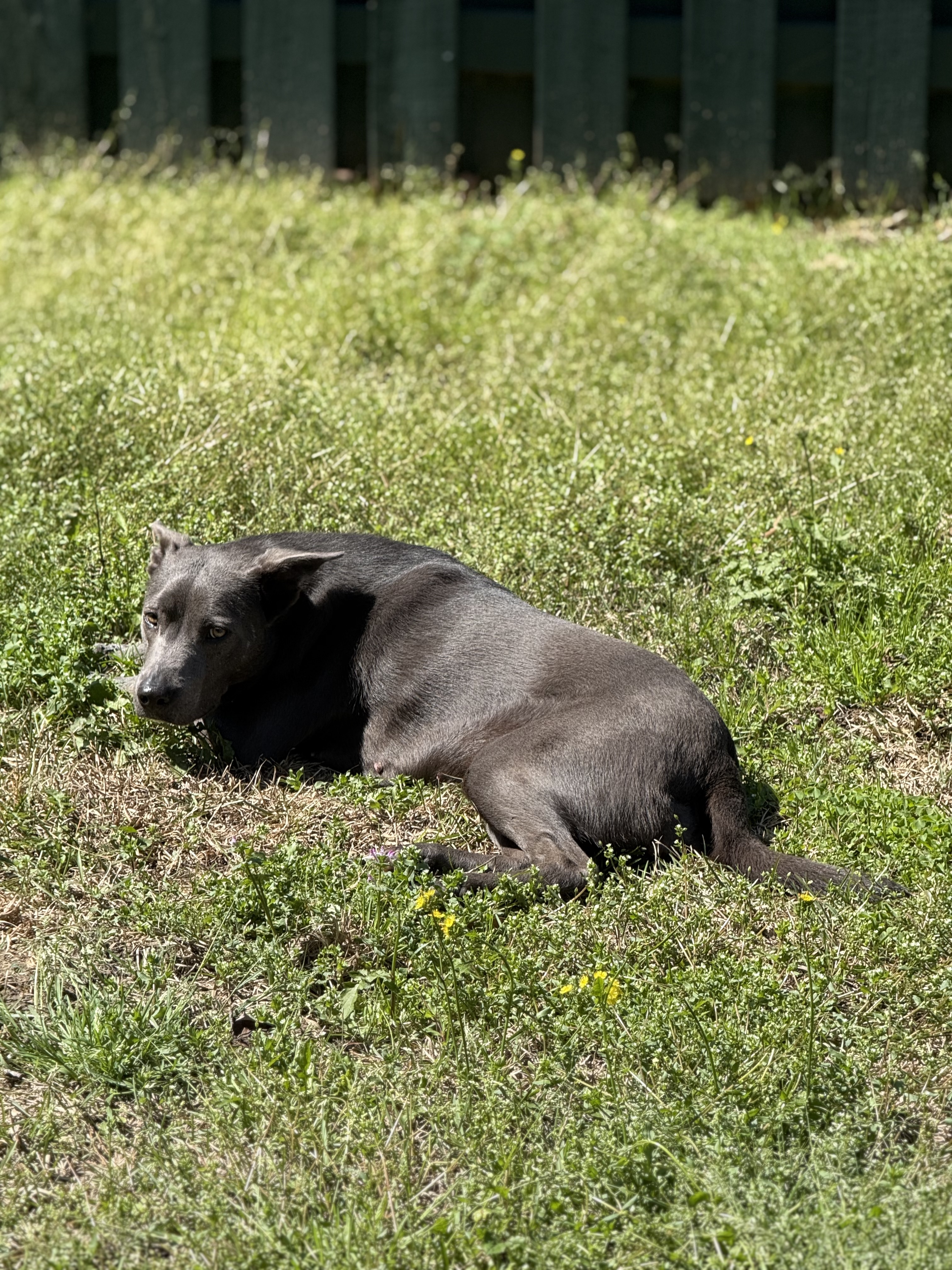 A picture of Luna laying outside in the sun