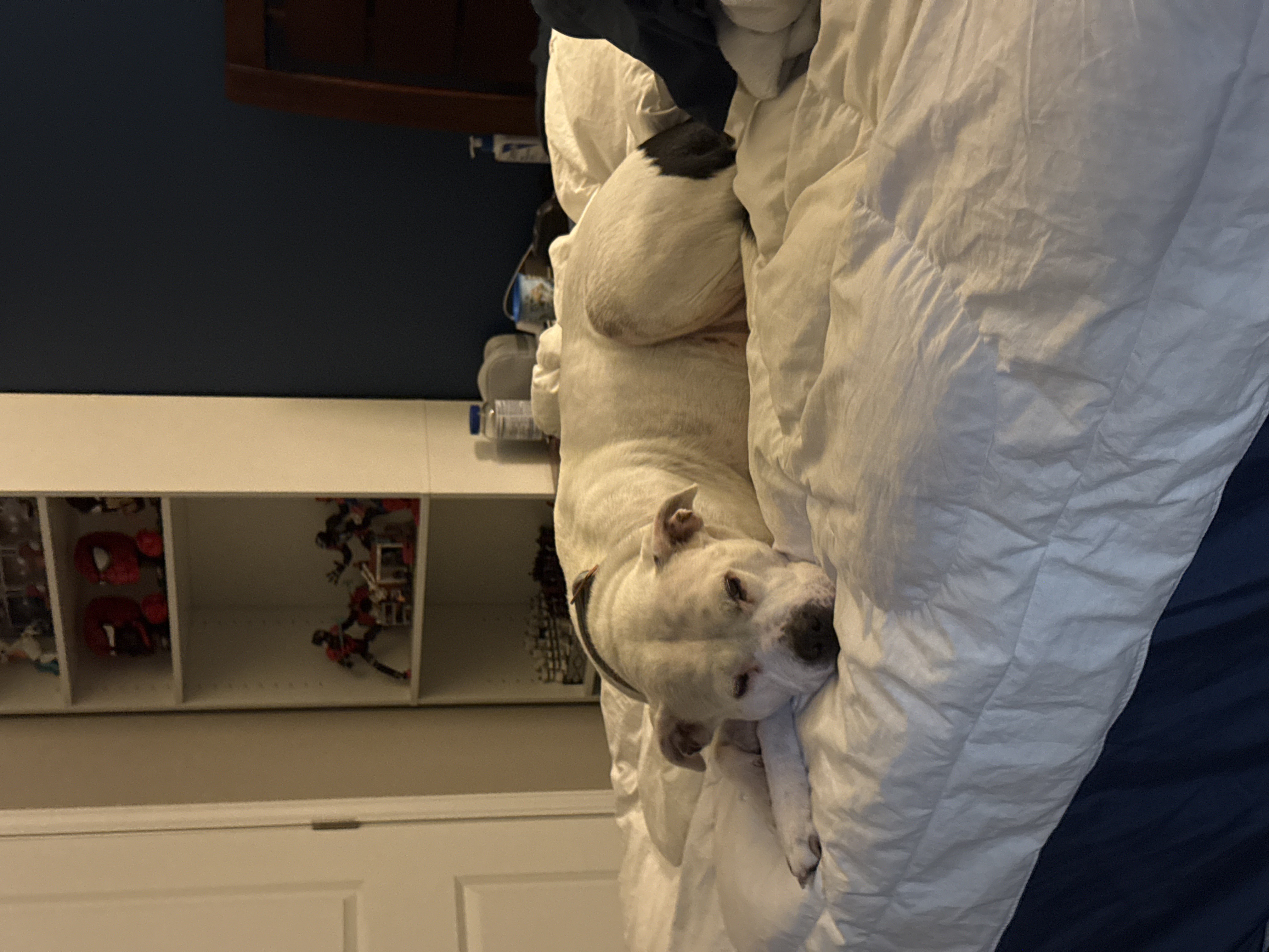 A picture of Vela sleeping on a bed.